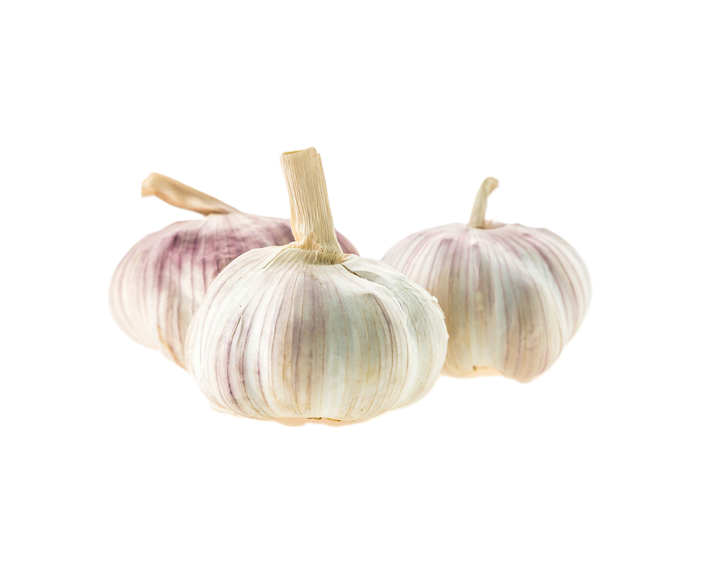 Garlic – fresh export quality from Agronil