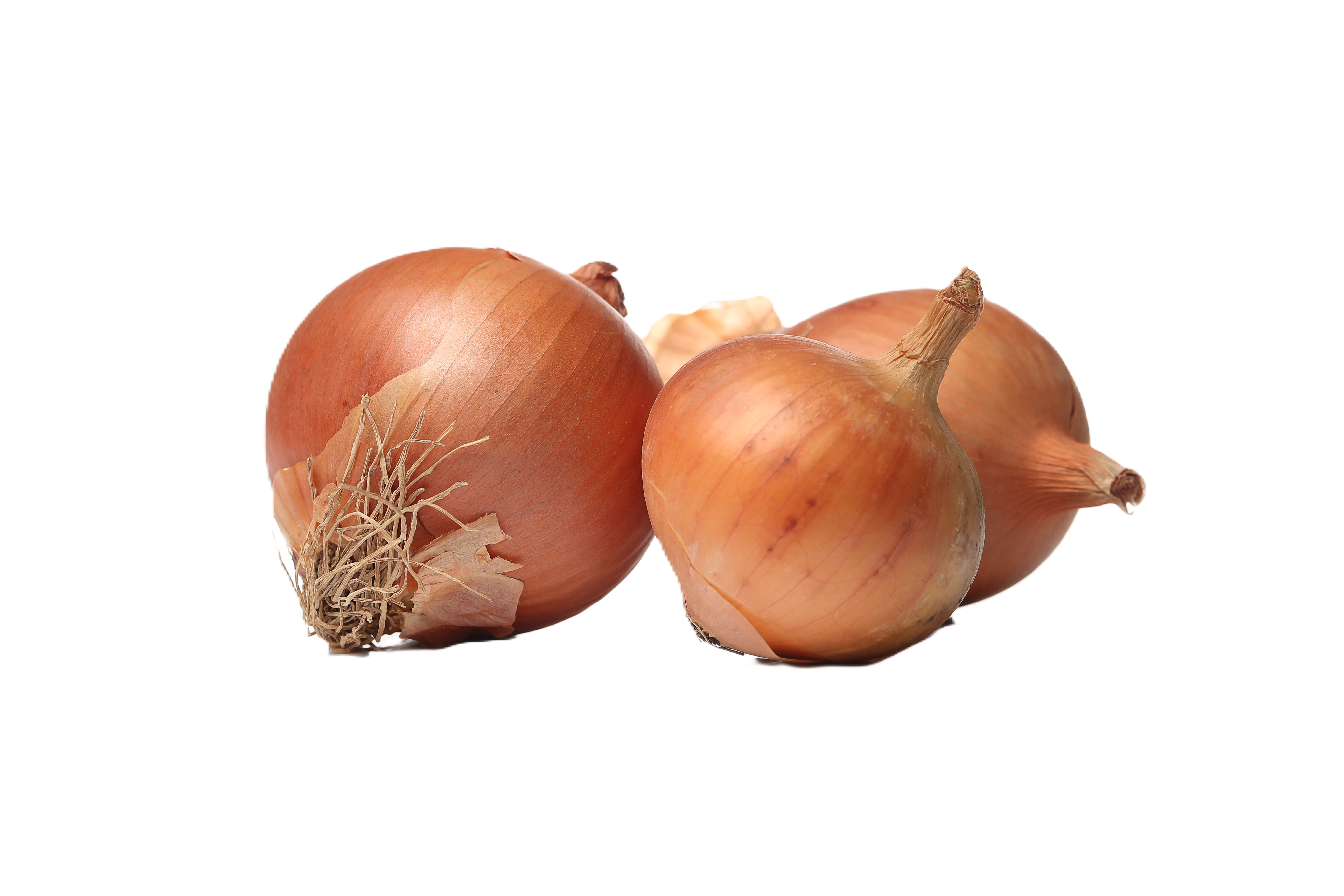 Onions – fresh export quality from Agronil