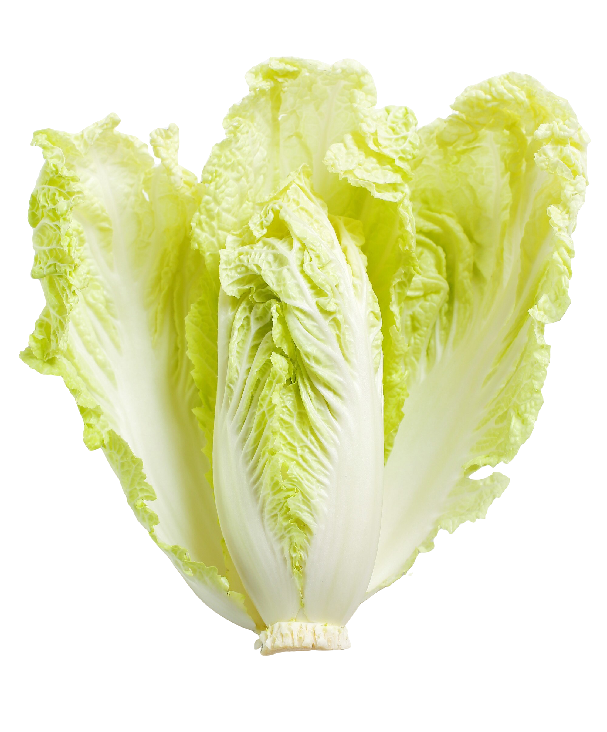 Lettuce – fresh export quality from Agronil