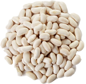 White Beans – fresh export quality from Agronil