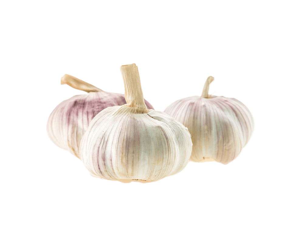 Garlic – fresh export quality from Agronil